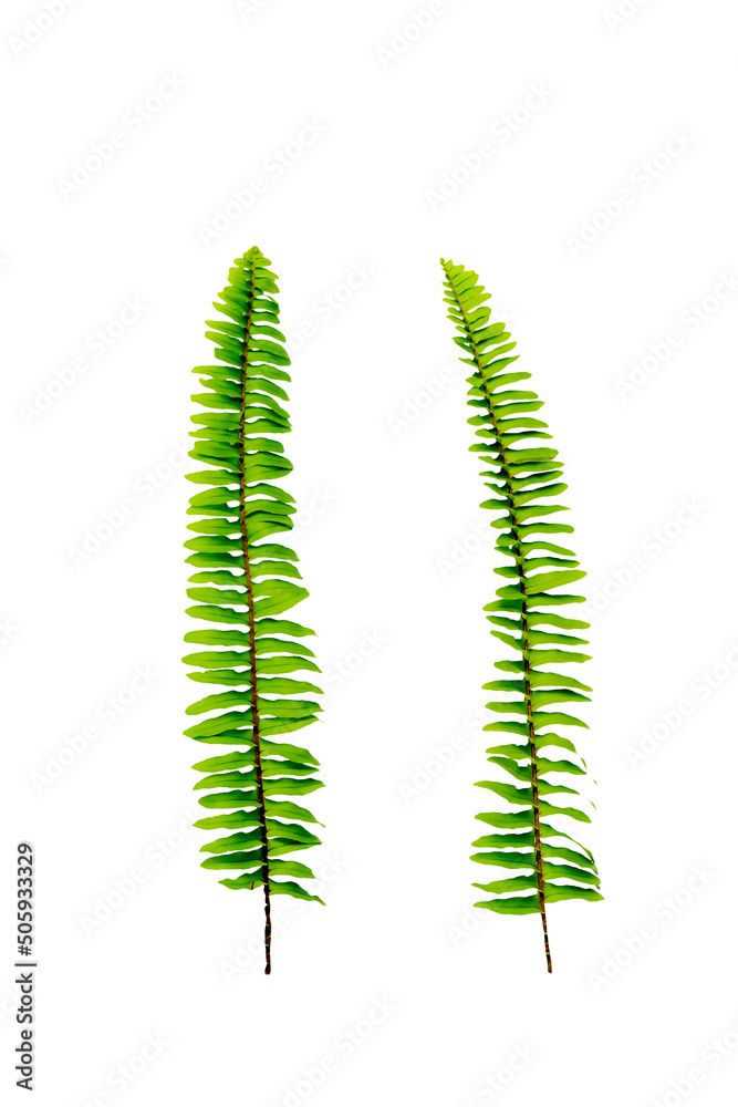 Fern Photo Overlays, shooting through branches, tree, green, forest, Photoshop Overlays, png Fern Photo Overlays, shooting through branches, tree, green, forest, Photoshop Overlays, png