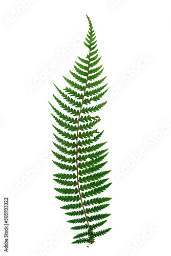 Fern Photo Overlays, shooting through branches, tree, green, forest, Photoshop Overlays, png photo