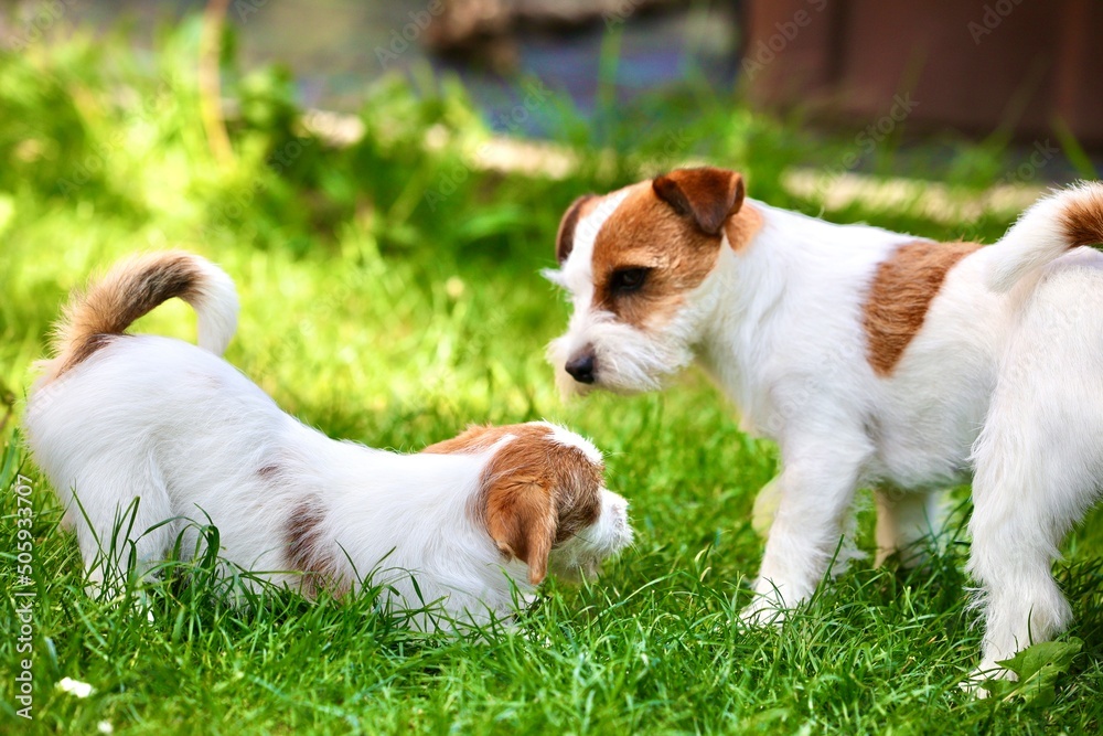 jack russell terrier puppies playing in grass