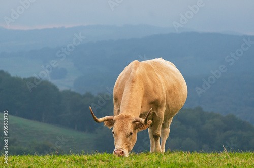 Pyrenean breed cow grazing at sunset photo