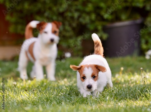jack russell terrier puppy 