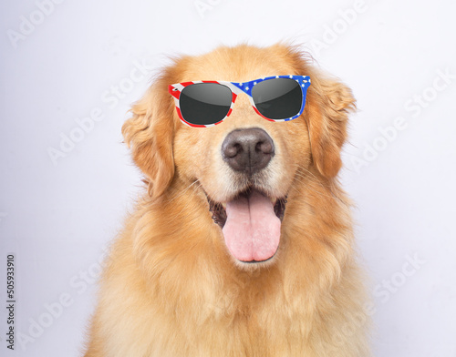 Funyy golden retriever dog portrait on white background sunglasses holiday american memorial day isolated