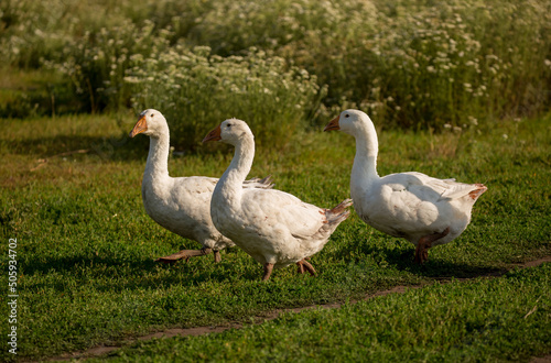 Geese and ducks walk on the grass in a green meadow in the pasture. Livestock raising and farming in the village.
