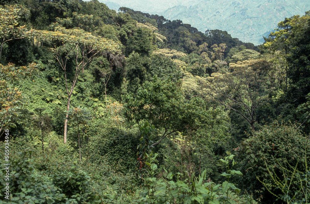 Foret primaire de Nyungwe, Parc national Nyungwe, Rwanda Foret primaire de Nyungwe, Parc national Nyungwe, Rwanda