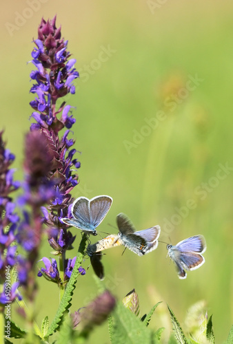 Obraz na płótnie Closeup Adonis Blue butterfly