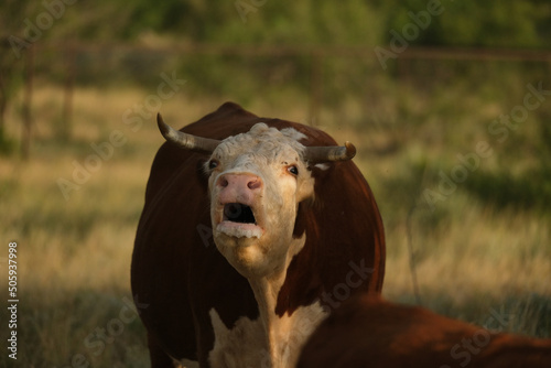 Hereford cow on Texas ranch lets out mooing sound with selective focus on beef breed of cattle. photo