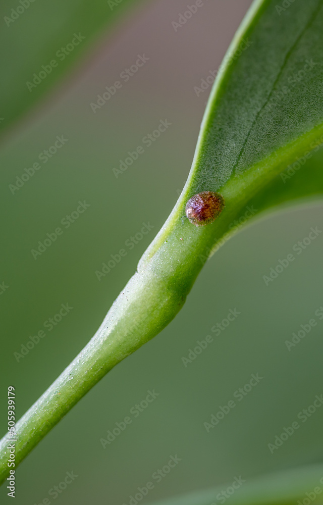 Focus on a single pest scale insect on an indoor houseplant leaf. Focus on a single pest scale insect on an indoor houseplant leaf.