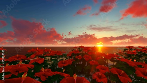 Red Hibiscus flower near sea at sunset