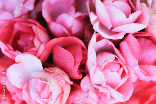 pink roses background