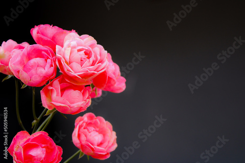 pink roses on black
