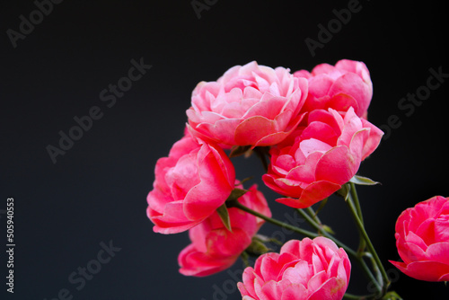 pink flowers on black background