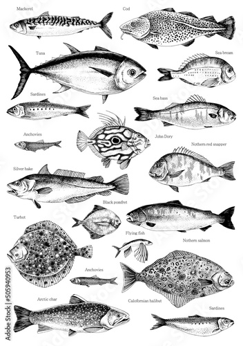Hand drawn poster with different type of fishes