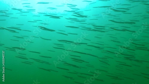 Mediterranean sand eel (Gymnammodytes cicerelus), large flock of small fish above the seabed in the Black Sea, Ukraine photo