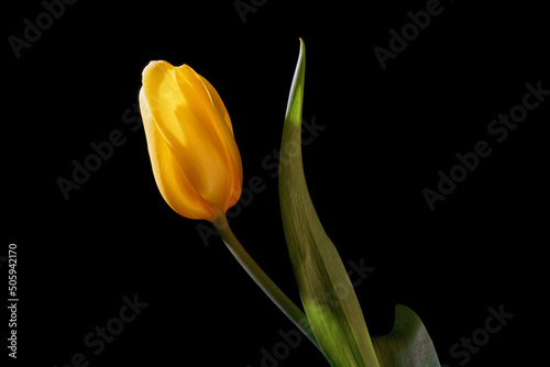 Yellow tulip flower isolate...