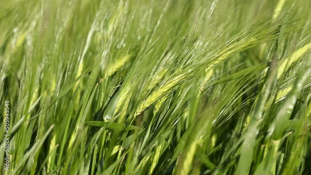 close up of Green ears in field of Barley moving in the wind for natural background. agricultural field with young green wheat sprouts. close up of Green ears in field of Barley moving in the wind for natural background. agricultural field with young green wheat sprouts.