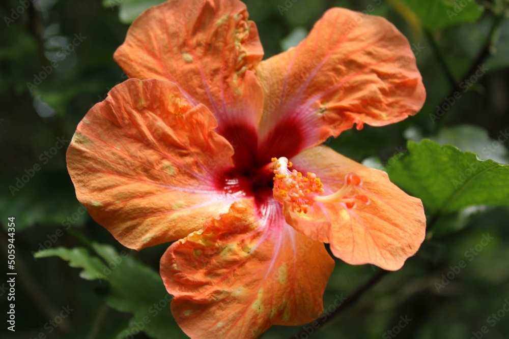 Fototapeta premium flower in the garden