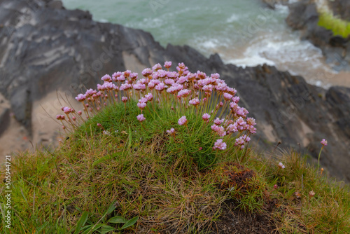 flowers on the rocks