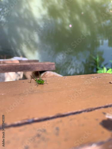 TINY GREEN CRICKET LOOKING AT THE CAMERA, CITY OF GUARAMIRIM, SOUTHERN BRAZIL, JANUARY 2022 photo