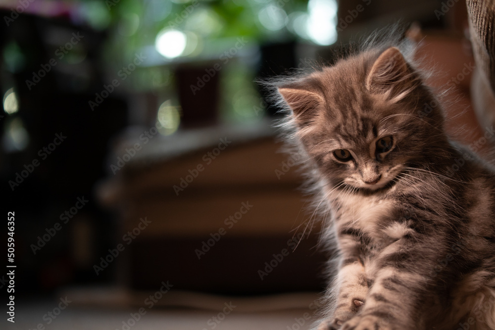 Canvas Print A Norwegian forest cat kitten playing and hunting feathery cat toys