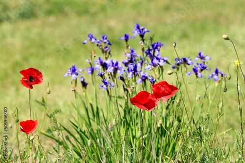 Blue irises and red poppies on a blurry background in the park