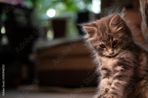 фотографія A Norwegian forest cat kitten playing and hunting feathery cat toys