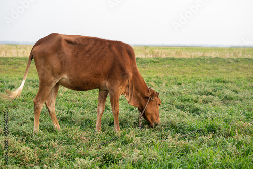 Nature, Bangladesh - 20 May 2022: A scene of cattle rearing by farmers in rural areas. © batin