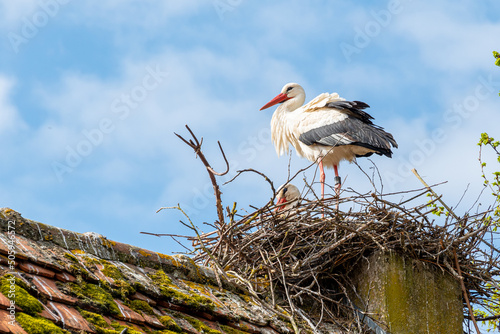 A European Stork (Ciconia ciconia) in its nest on a roof in Alsace, France