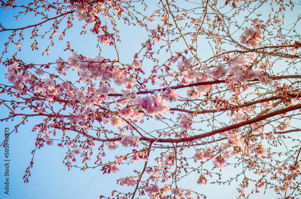 Cherry blossom in spring with blue skies at the background Cherry blossom in spring with blue skies at the background
