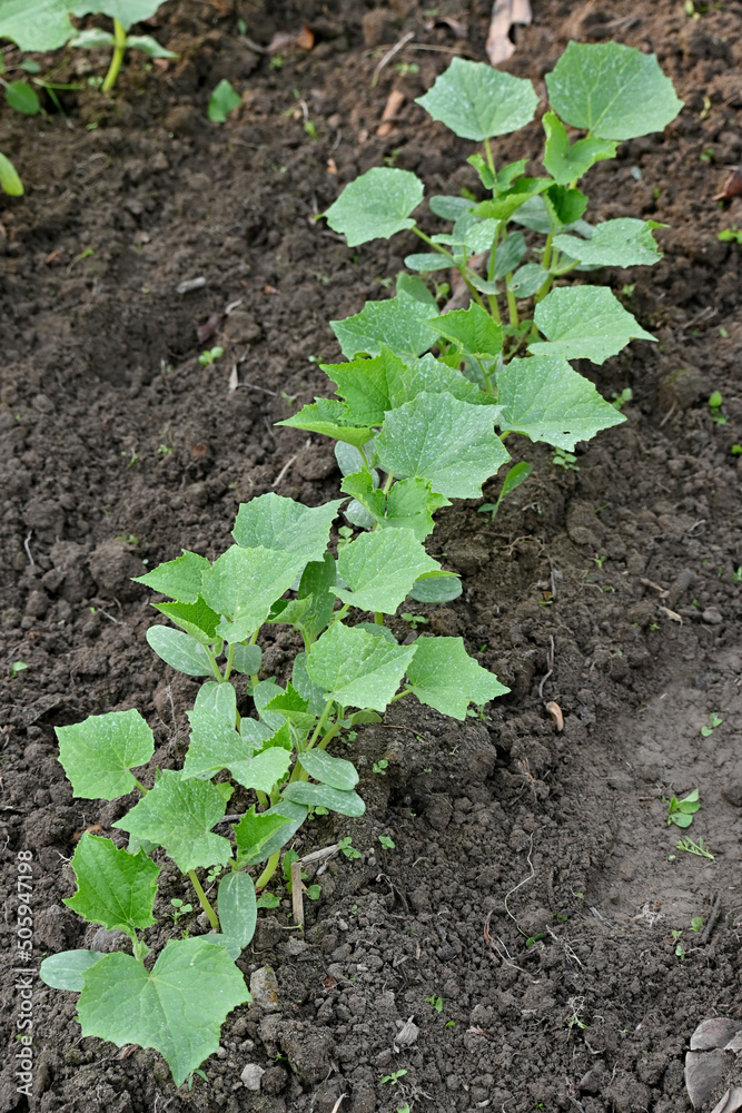 closeup the bunch ripe green cucumber plant growing with leaves and vine in the farm soft focus natural green brown background . closeup the bunch ripe green cucumber plant growing with leaves and vine in the farm soft focus natural green brown background .