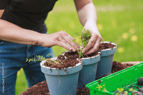 Young gardener prepares to put seedlings in soil, plant seeds in the garden. Plants herbs or flowers in pots, the beginning of a beautiful day