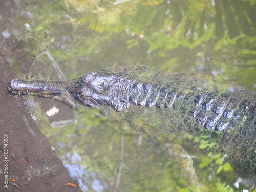 Gharial also known as gavial or fish-eating crocodile resting in water