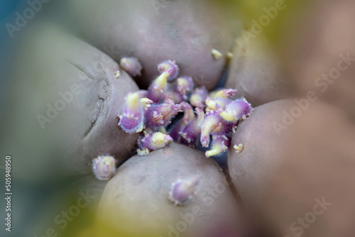 Close up image of five potatoes with violet sprouts. Abstract concept