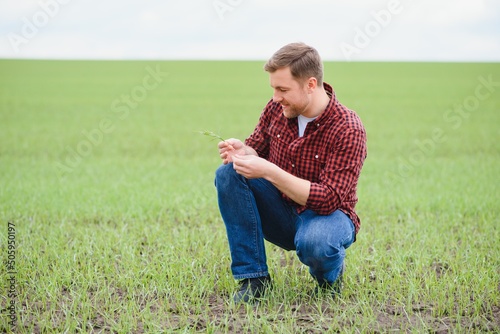 Farmer holds a harvest of the soil and young green wheat sprouts in his hands checking the quality of the new crop. Agronomist analysis the progress of the new seeding growth. Farming health concept © Serhii