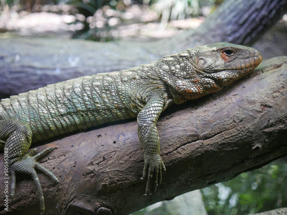 Bearded dragon Lizard also known as Pogona reptile Bearded dragon Lizard also known as Pogona reptile