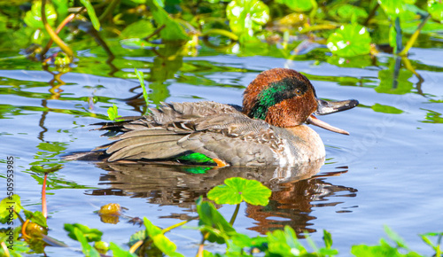 Male drake Green winged teal - Anas crecca - swimming in water with green head and wing colors photo
