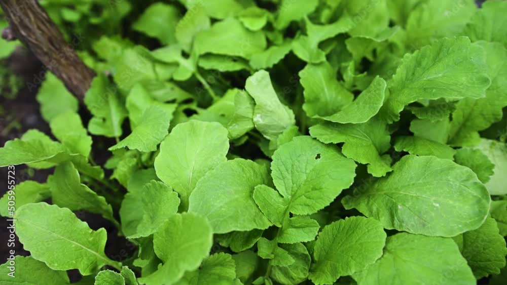 Close-up of risen green leaves of young radish growing in black soil on watered open ground. Growth of eco-friendly root vegetables in organic farm. Horticulture, gardening, agricultural hobby concept