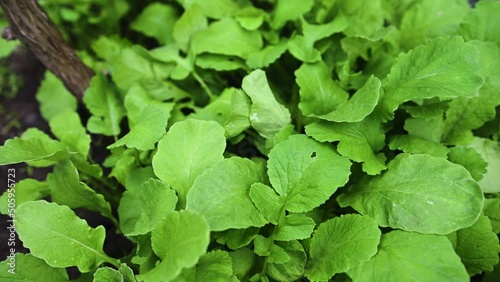 Wallpaper Mural Close-up of risen green leaves of young radish growing in black soil on watered open ground. Growth of eco-friendly root vegetables in organic farm. Horticulture, gardening, agricultural hobby concept Torontodigital.ca