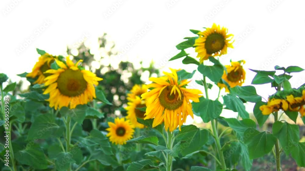 sunset in a field of sunflowers sunset in a field of sunflowers