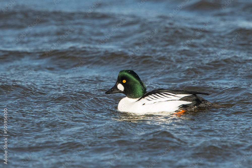 Common Goldeneye (Bucephala clangula) drake swimming in a lake on a windy afternoon Common Goldeneye (Bucephala clangula) drake swimming in a lake on a windy afternoon