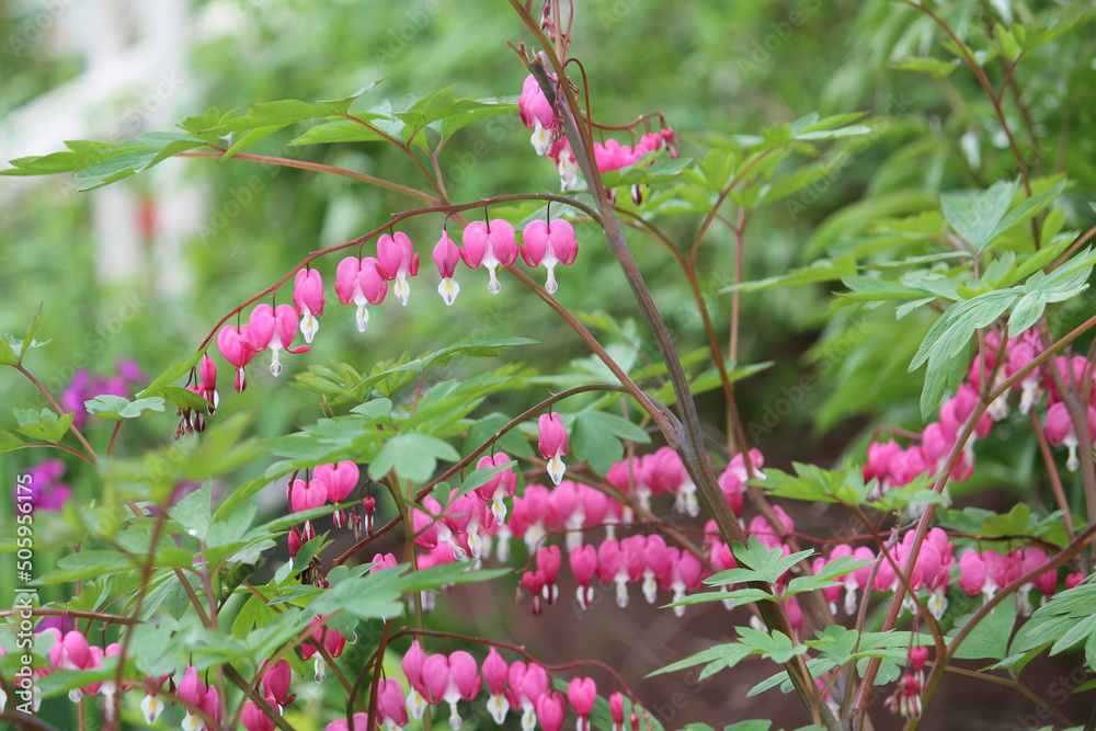 Pink flowers of bleeding heart (Lamprocapnos spectabilis, syn. Dicentra spectabilis) plant in garden - obrazy, fototapety, plakaty 