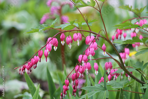 Flowering bleeding heart (Lamprocapnos spectabilis, syn. Dicentra spectabilis) plant with pink flowers in garden