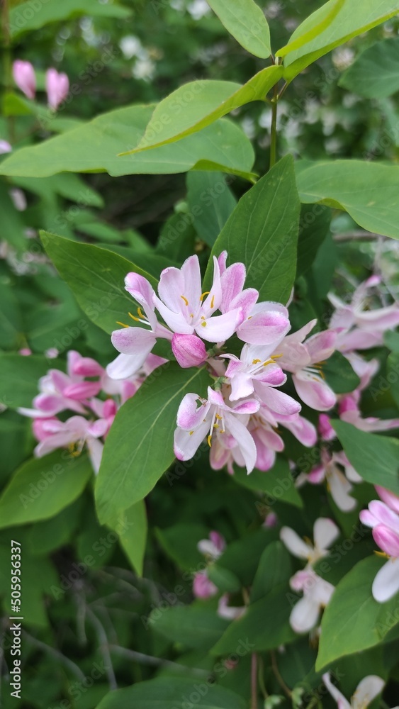 pink and white flowers pink and white flowers