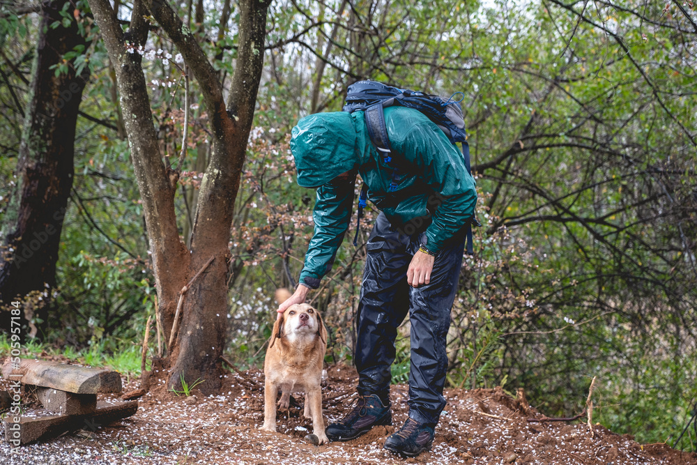 Naklejka premium Young, skinny and handsome guy with green jacket and backpack petting a beautiful little dog in the ground of the forest in a rainy day, Valdivia, Chile 