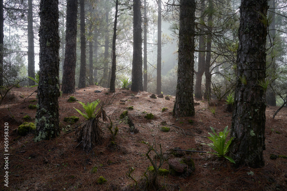 Forest with fog and plants in Gran Canaria, Canary Islands Forest with fog and plants in Gran Canaria, Canary Islands