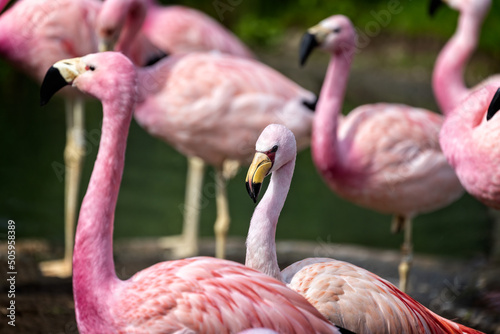 Foto Close up of the head and neck of a James's Flamingo in amongst a colony of Andea