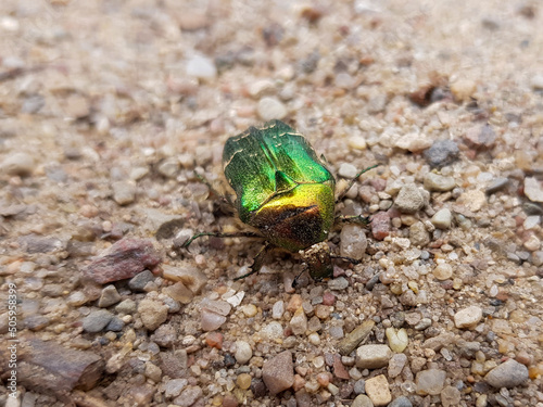 rose chafer (in german Rosenkäfer) Cetoniinae