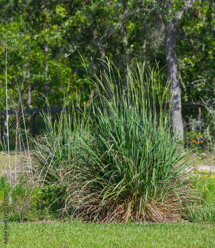 Eastern Gamagrass, Fakahatchee Grass - Tripsacum dactyloides - large clumps provide cover for small mammals, birds, and reptiles. Deer eat the seeds. Tall seed stalks visible