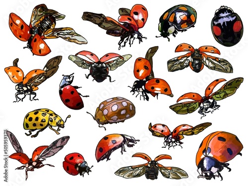 set of insects ladybugs