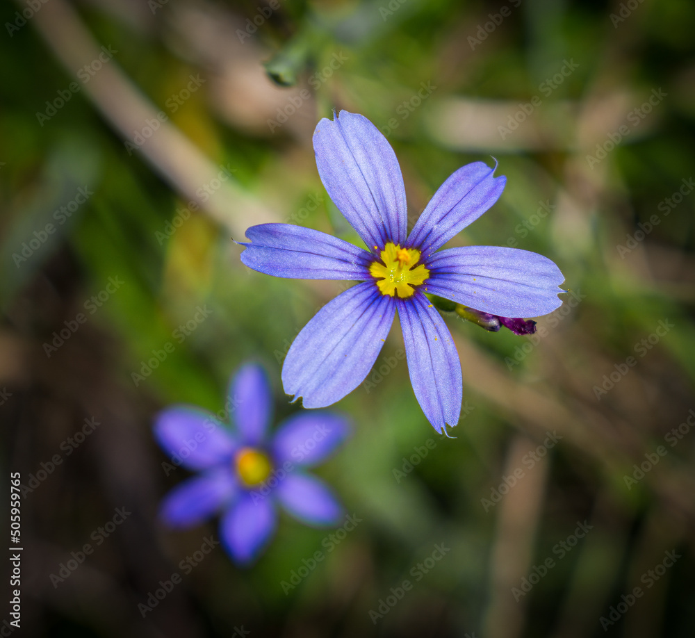 Φωτογραφία Blue-eyed grass - Sisyrinchium angustifolium - is a member of the iris family and common to open moist habitats throughout Florida