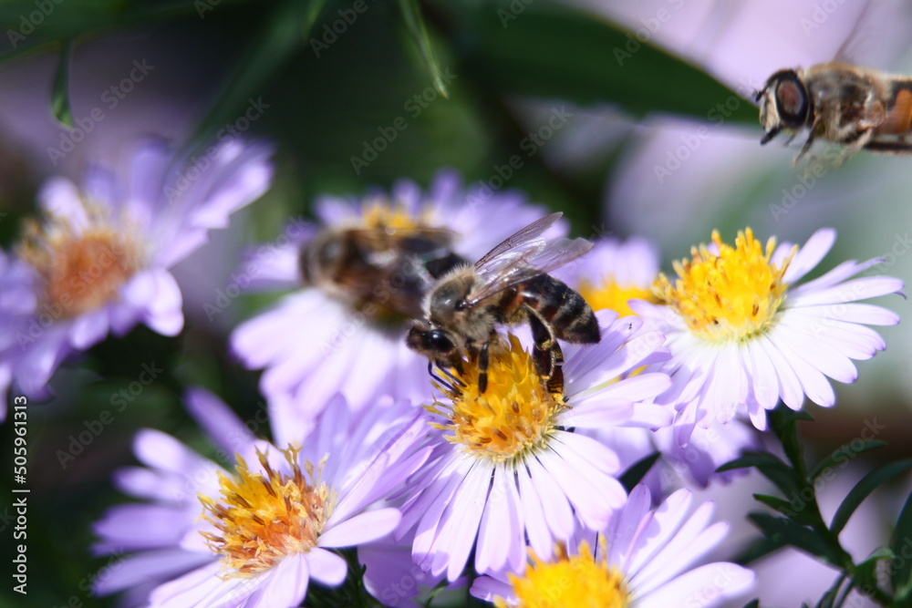Bee on a flower Bee on a flower